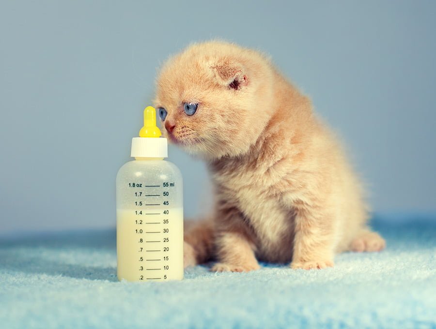 Un gato pequeño junto a un biberón de leche especial para felinos.