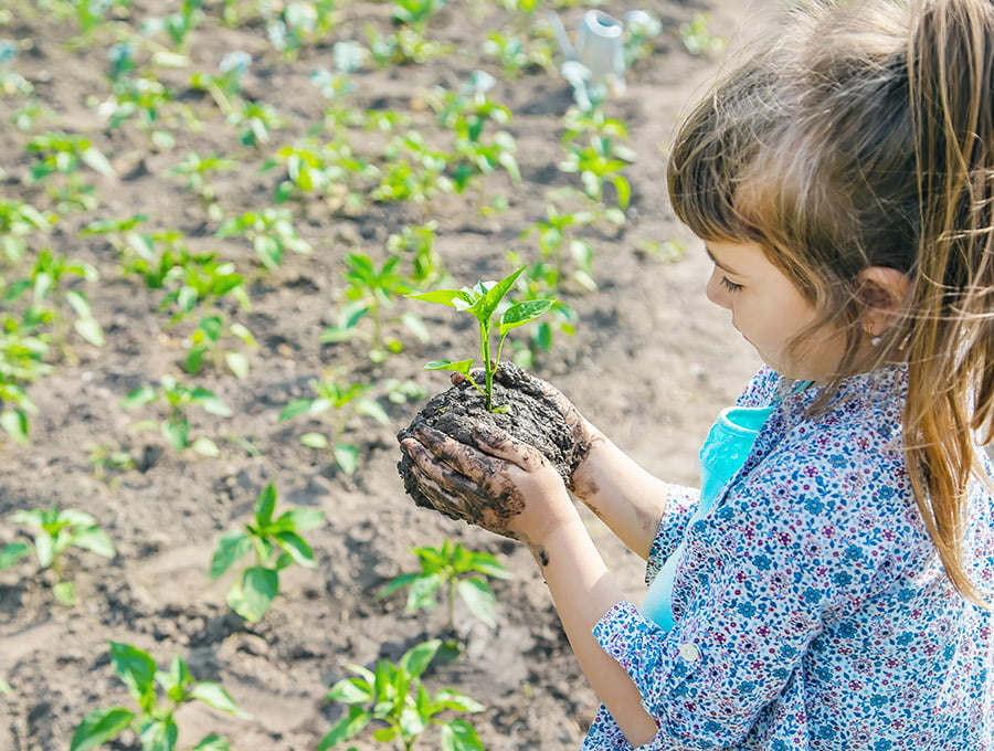 Esta nña pequeña está echando una mano con la simbra de plantones de pimientos a sus padres en el huerto. Se ha manchado las manos de tierra mojada.