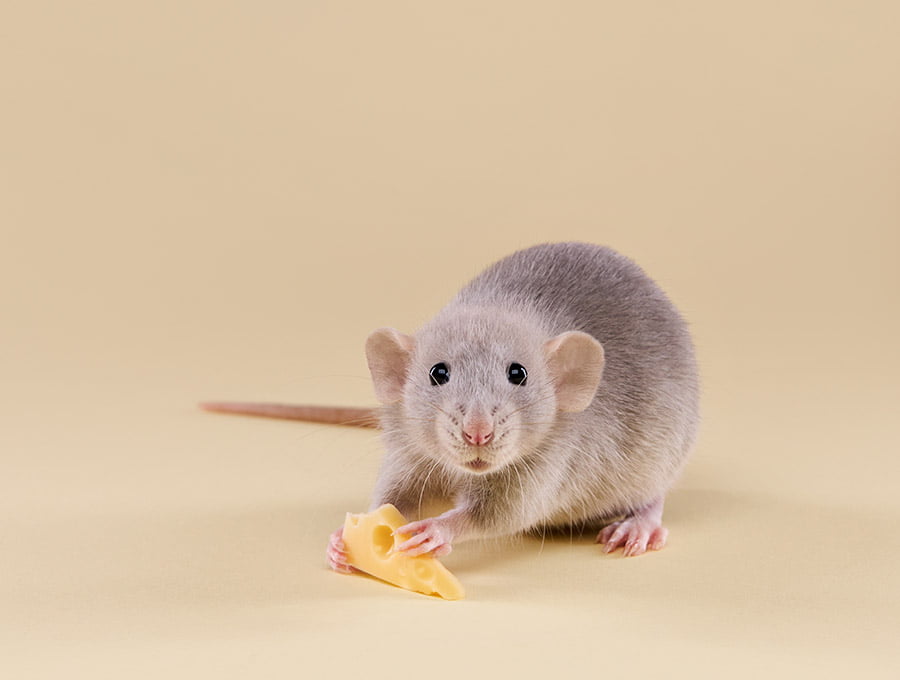 Este ratón tiene un trozo de queso cogido con su patas delanteras.